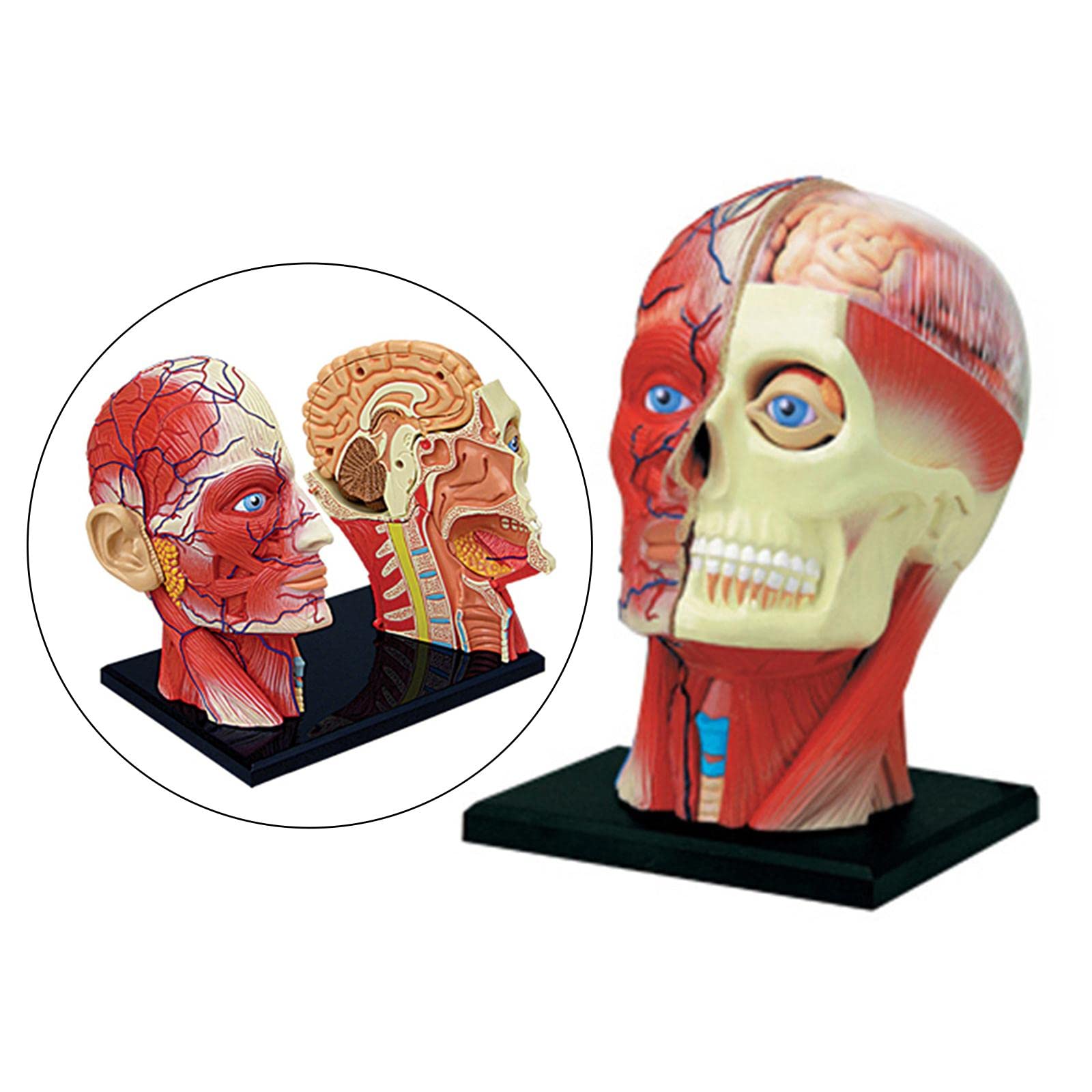 Modelo Compuesto 4D del Esqueleto Humano