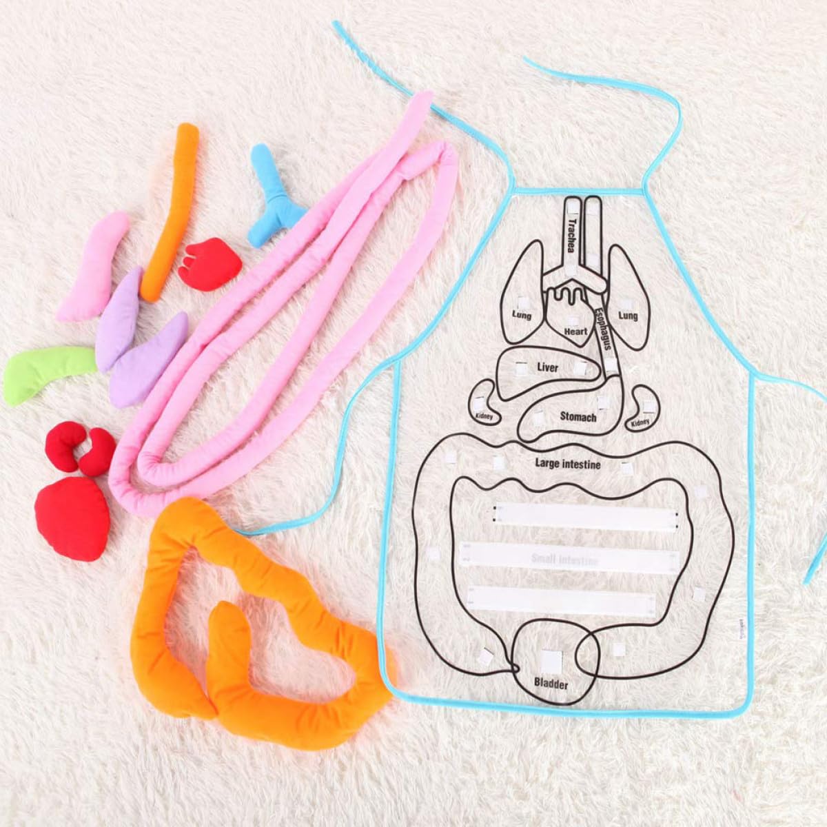 Delantal de Anatomía para Niños 1 Juego de Poliéster, Material Didáctico