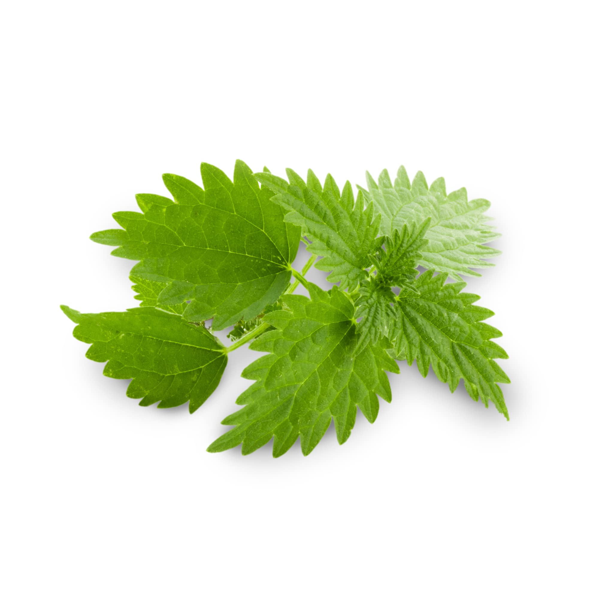 RADICE DI ORTICA (Urtica dioica) * Estratto titolato allo 0.8% in steroli vegetali * 250 mg / 60 capsule * Per problemi urinari e della prostata *