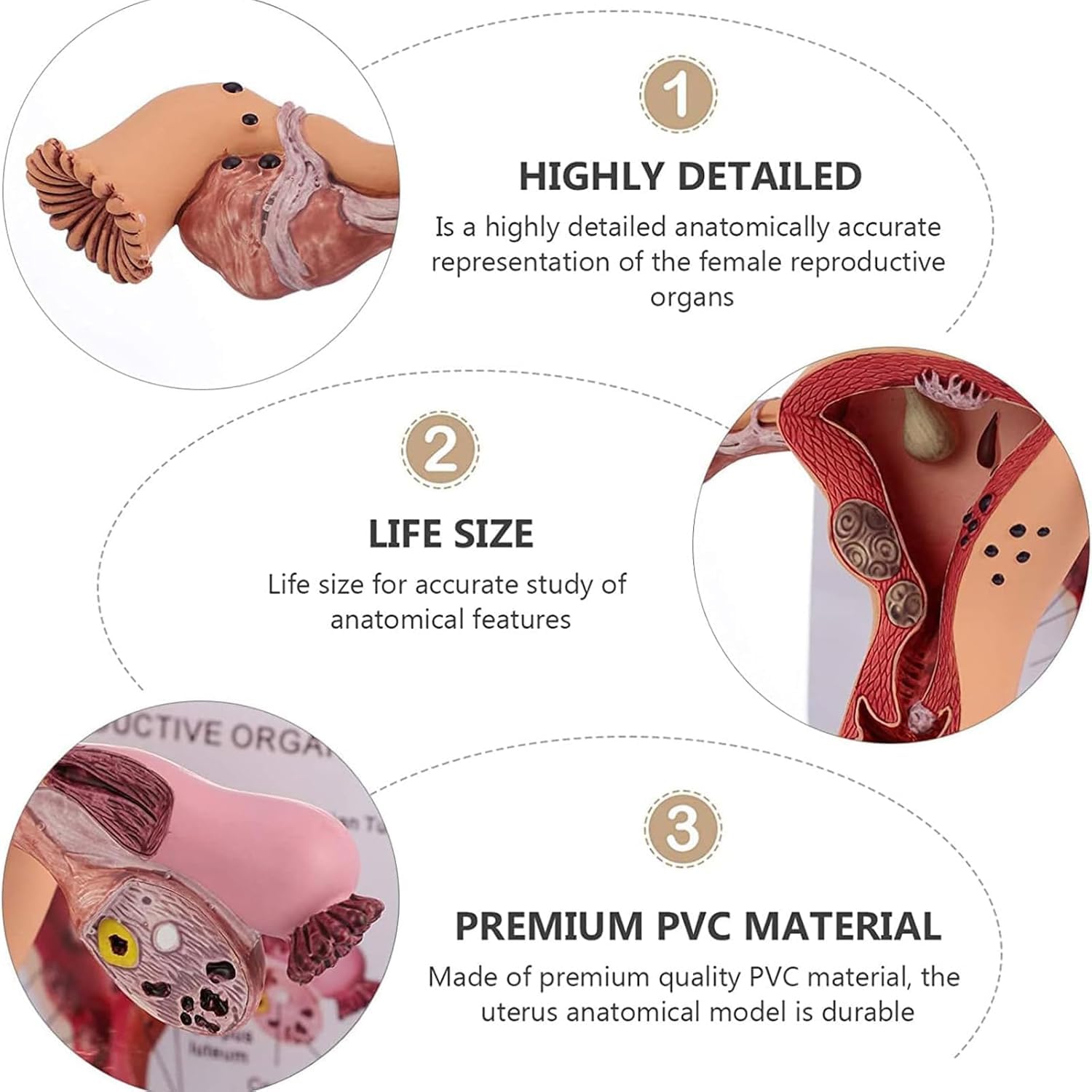 Modello del sistema riproduttivo femminile umano - Modello 3D di anatomia dell'utero e dell'ovaio per insegnamento e apprendimento, strumento educativo per studenti e professionisti sanitari