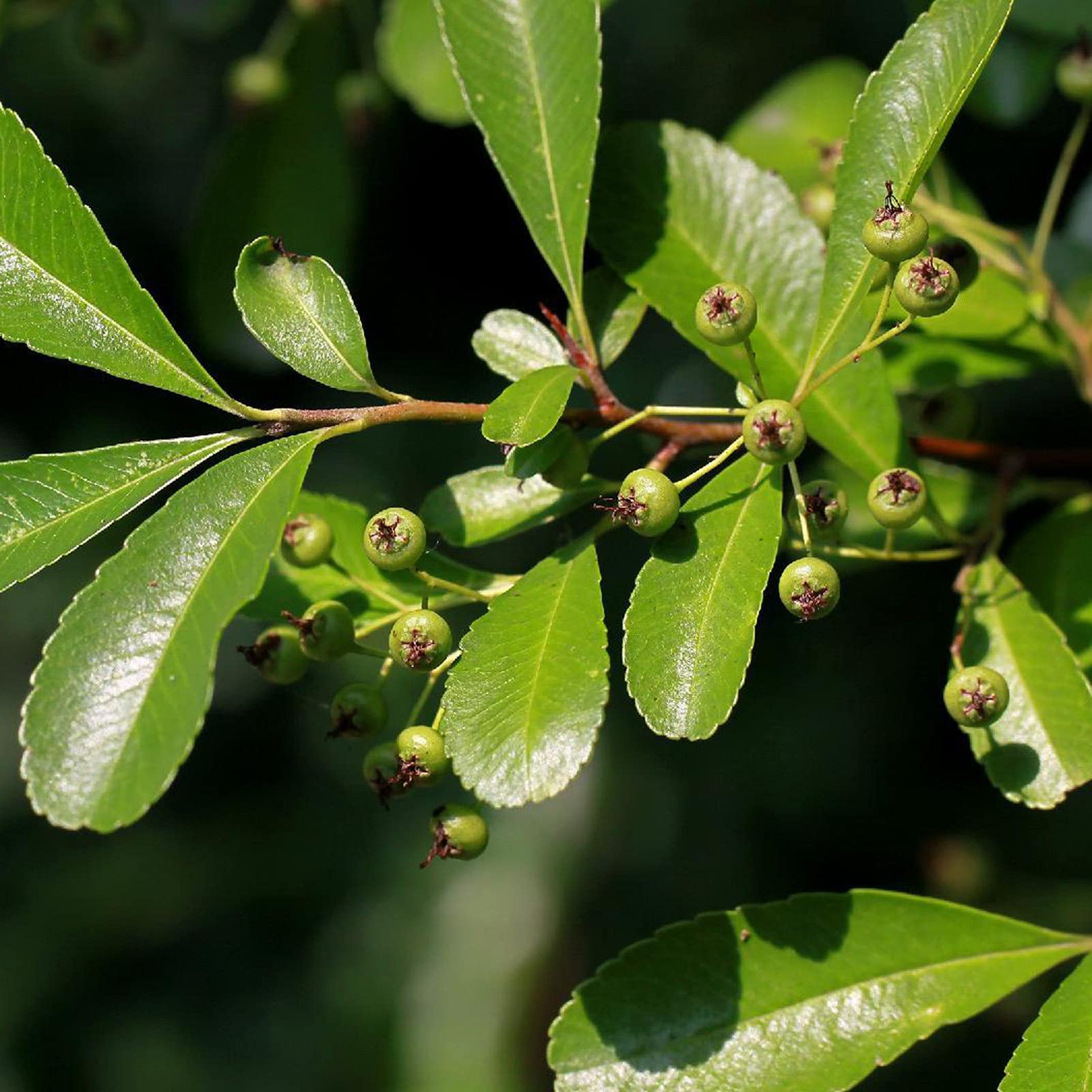 1 Bag Seeds High Survival Rate Natural High Yield Prolific Gaultheria Procumbens Seeds for Garden Bonsai Seeds Prolific for Yard
