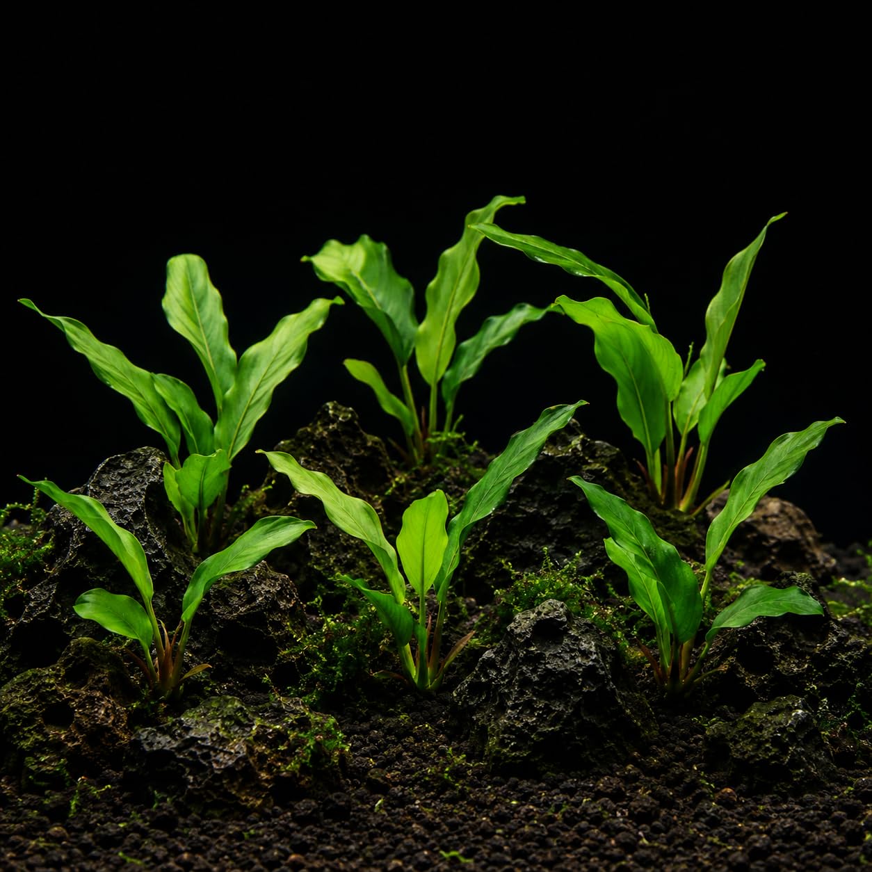 AquaBreedingSkill Anubias barteri var Glabra – plante d’aquarium vivante pour eau douce, plante verte décorative pour aquarium, idéale pour poissons et crevettes – avec passeport phyto
