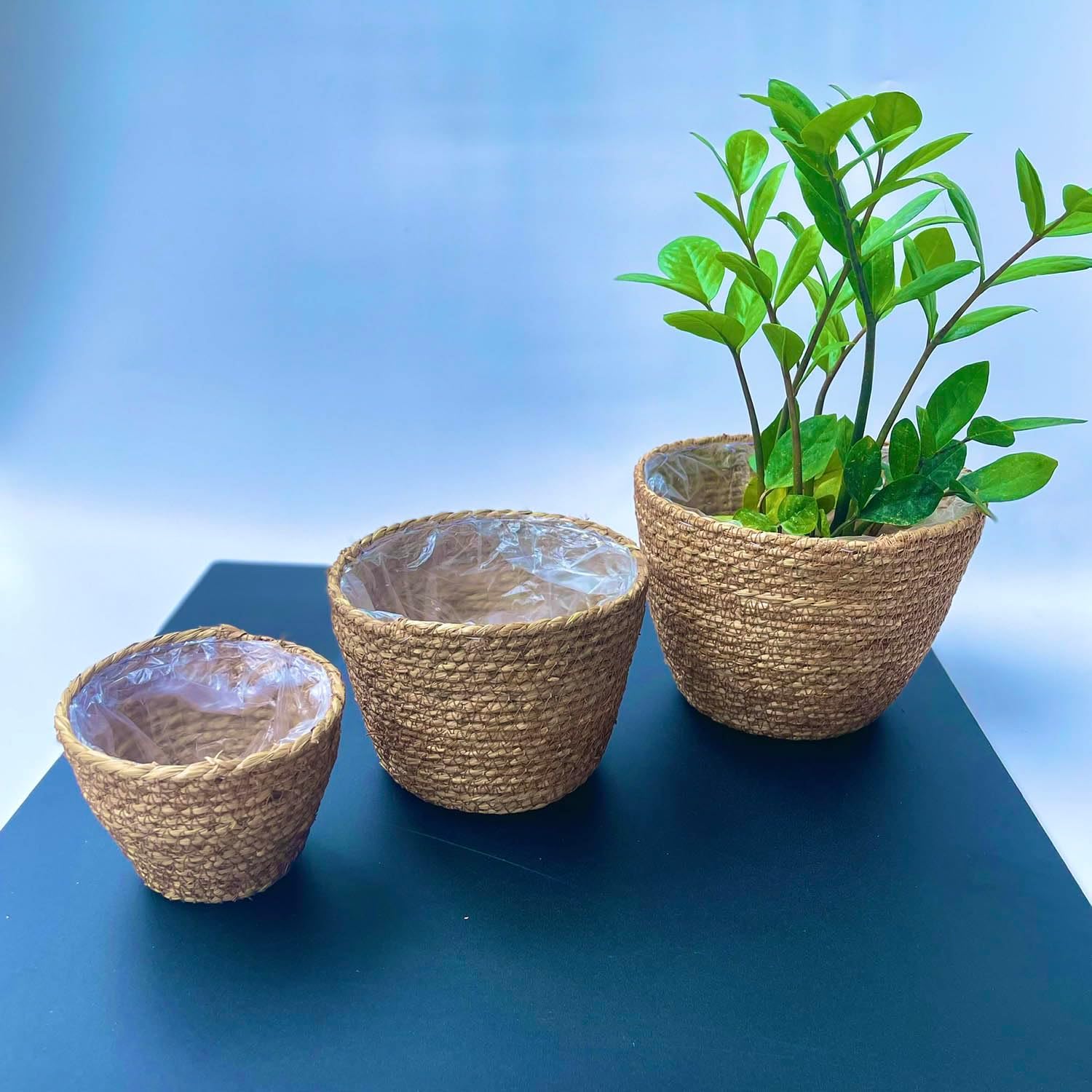 Laquedecraft Woven Seagrass Plant Basket Without Handles | Decorative Planter for Small-Space Living or Natural Home Styling | Perfect for Living Room, Balcony, Patio, Kitchen or Gadren (Set of 3)