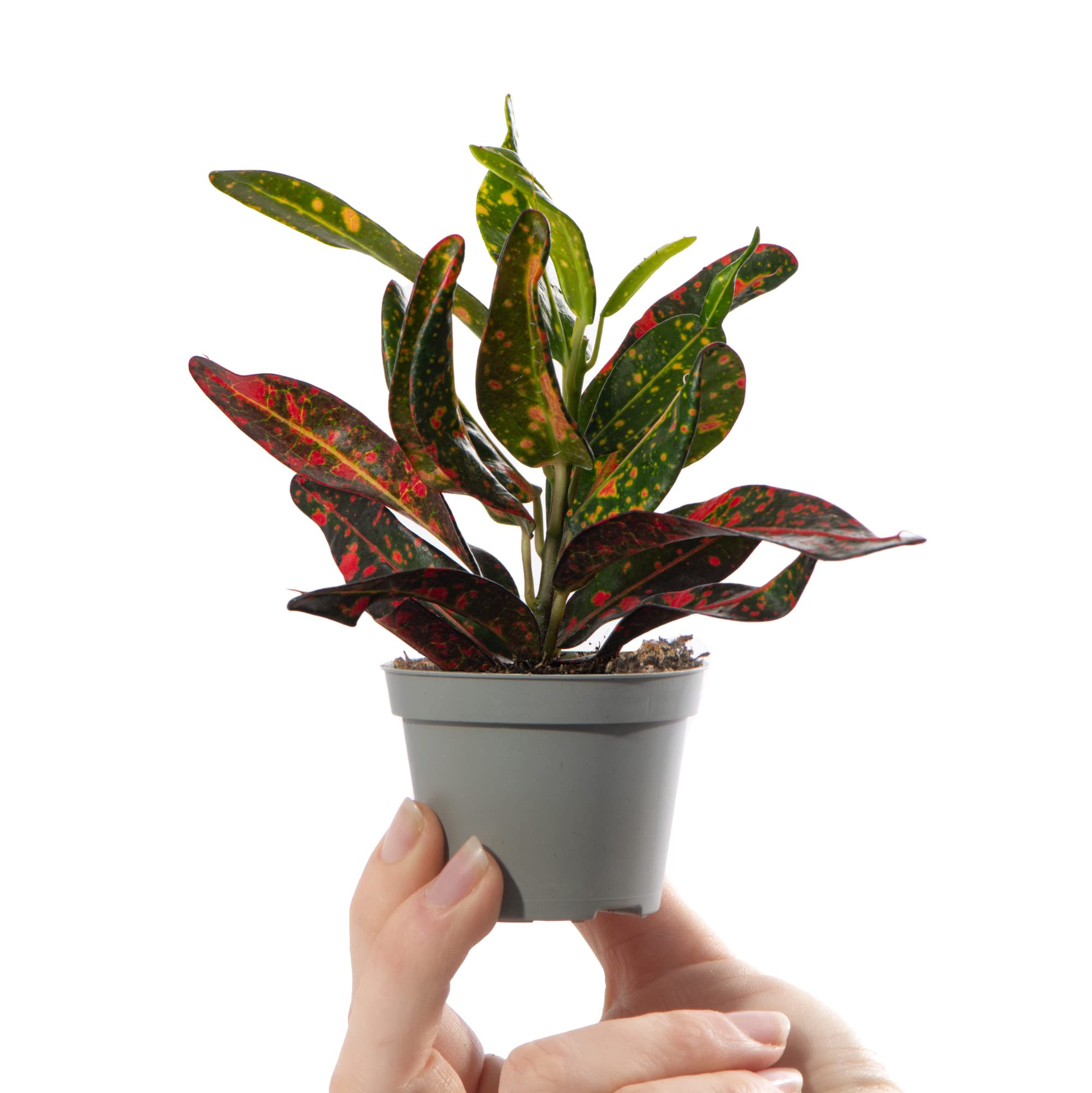 Baby Joseph's Coat Croton Plant - Codiaeum Red Banana | Small Evergreen Houseplant | Air Purifying Indoor Plant for Home, Office, Kitchen, Bathroom | Grow Your Own Baby Plants