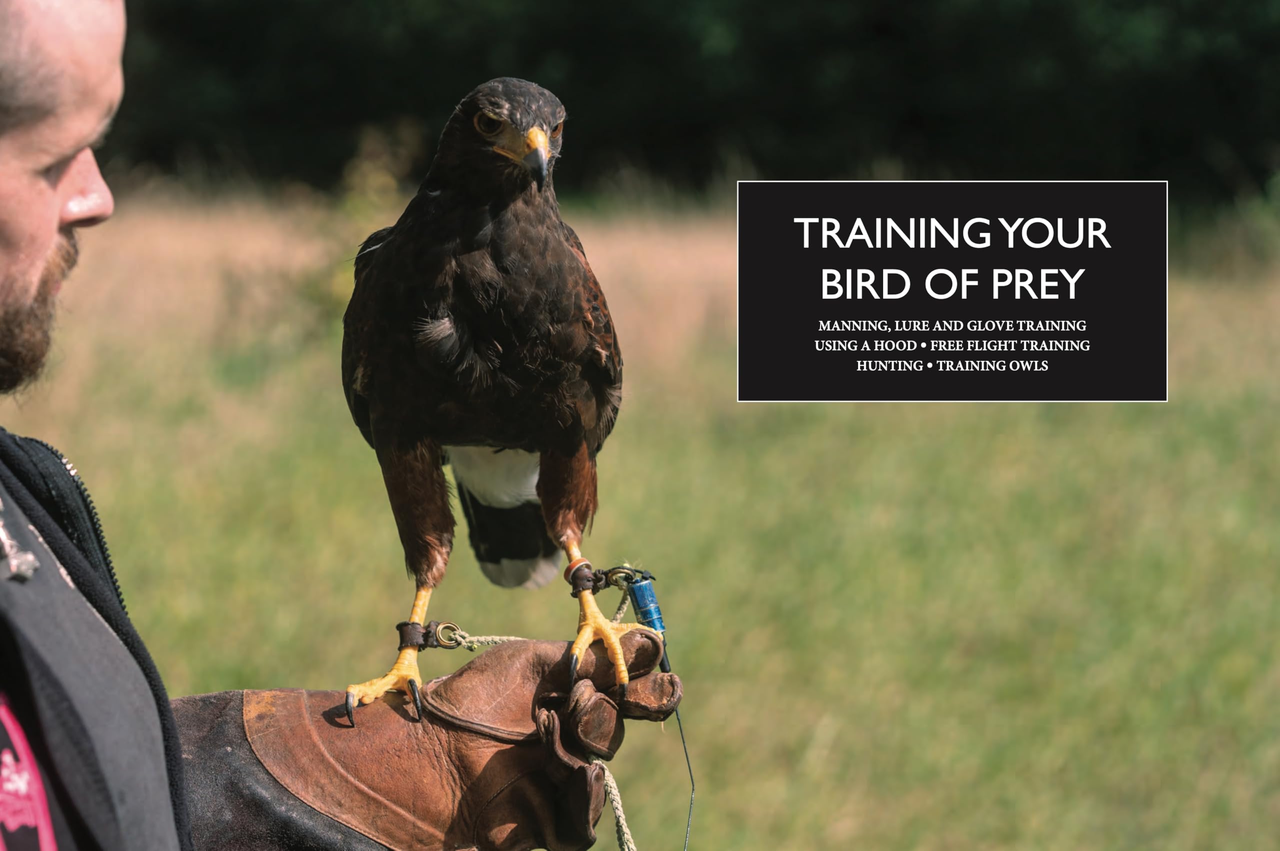 Falconry: A guide to training birds of prey