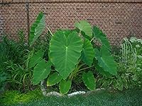 Vista 2 de 20 Live Colocasia Esculenta Elephant Ear Taro Gabi Kalo Eddo Bulbs #TSMN