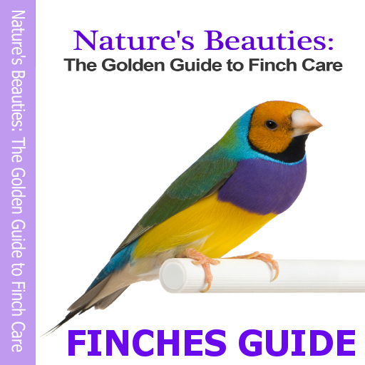 Finches Guide!