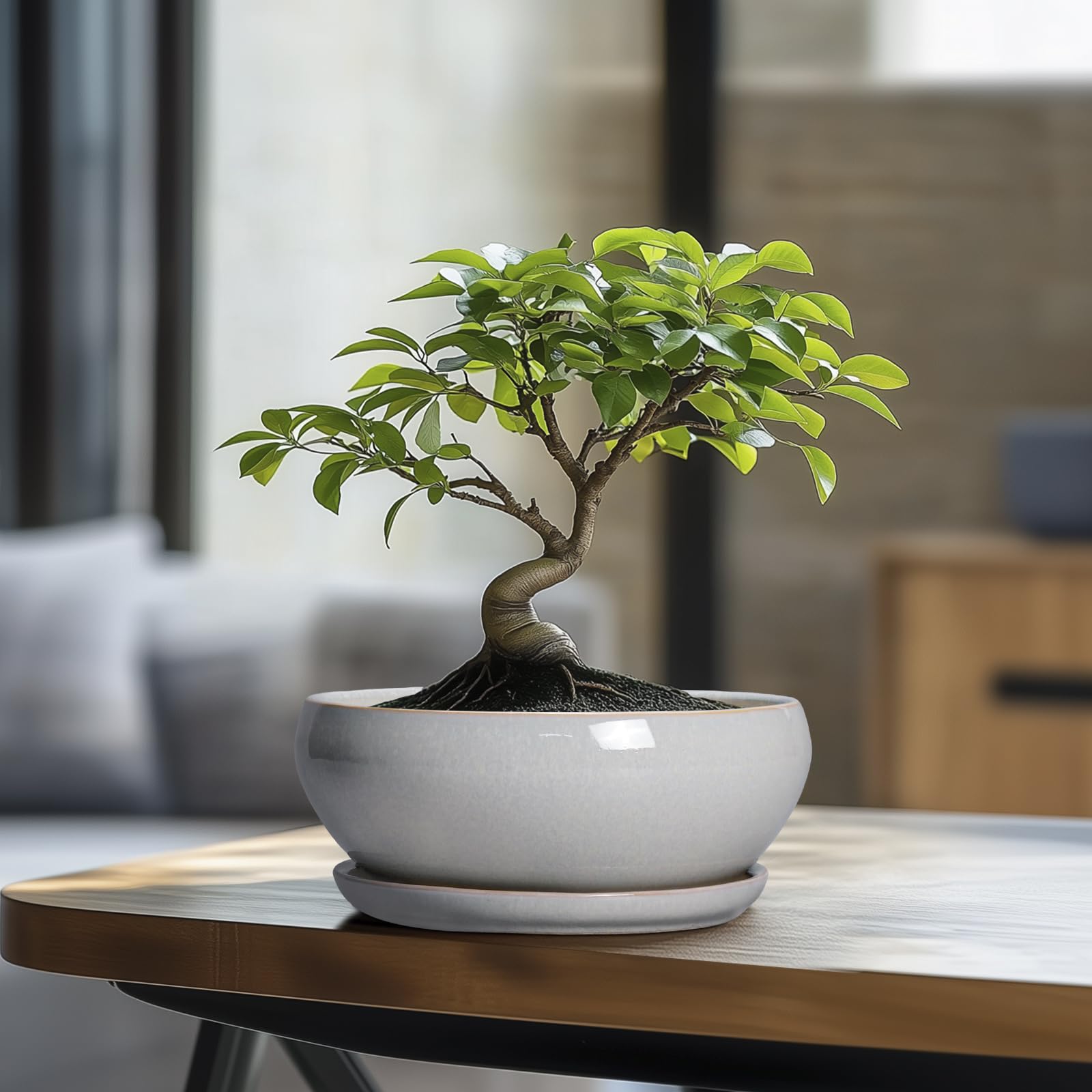 SQOWL Bonsai-Baumtöpfe – 20,3 cm Keramik-Blumentöpfe für Sukkulenten, Flacher Übertopf mit Ablaufloch und Untersetzer, runder Übertopf für drinnen und draußen, Schalen-Pflanzgefäße, Heimdekoration