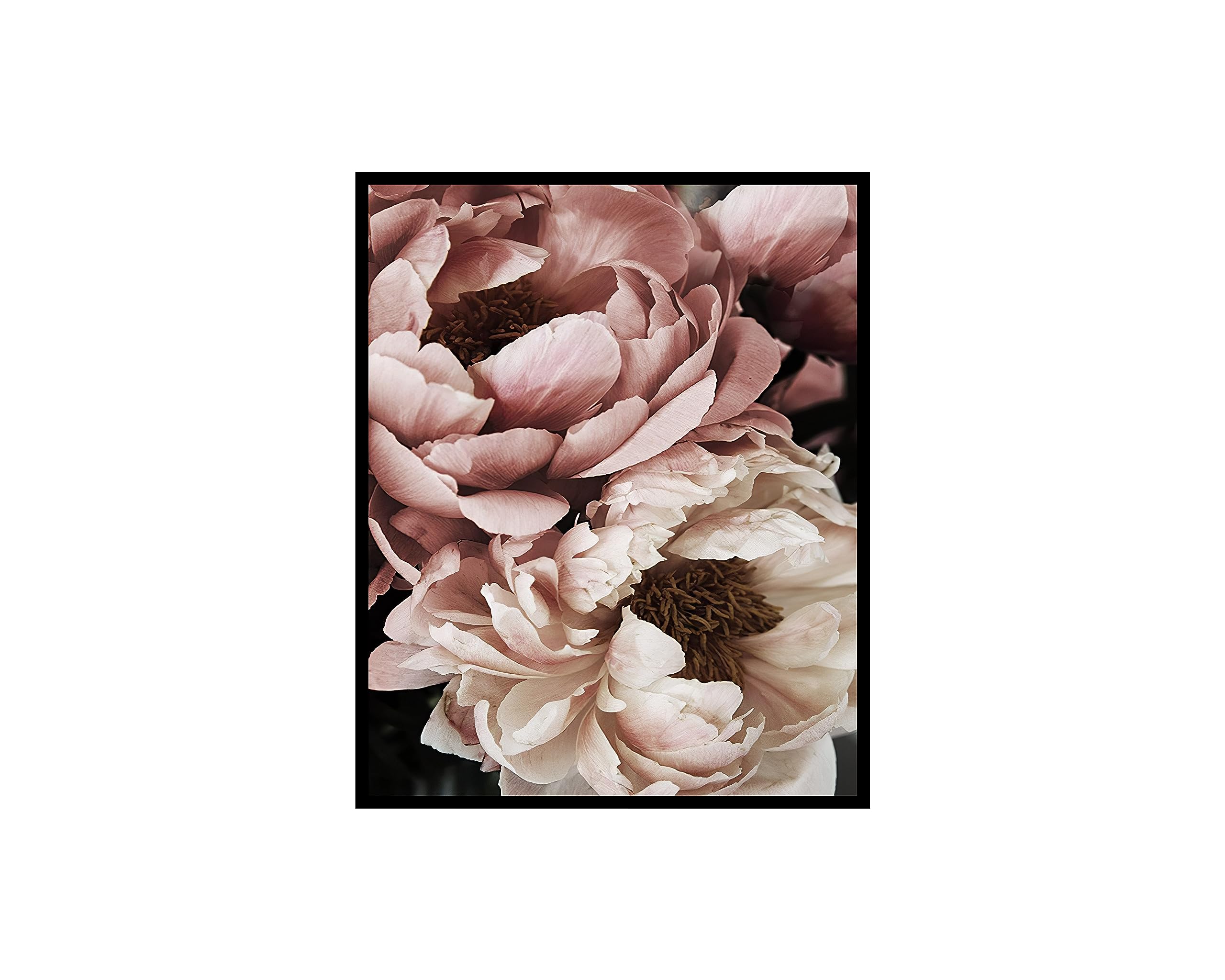 Poster Master Vintage Botanical Poster - Floral Print - Pink & White Peonies, Close-up Flower Photograph - 8x10 UNFRAMED Wall Art - Gift for Florist, Friend - Wall Decor for Living Room, Office, Dorm