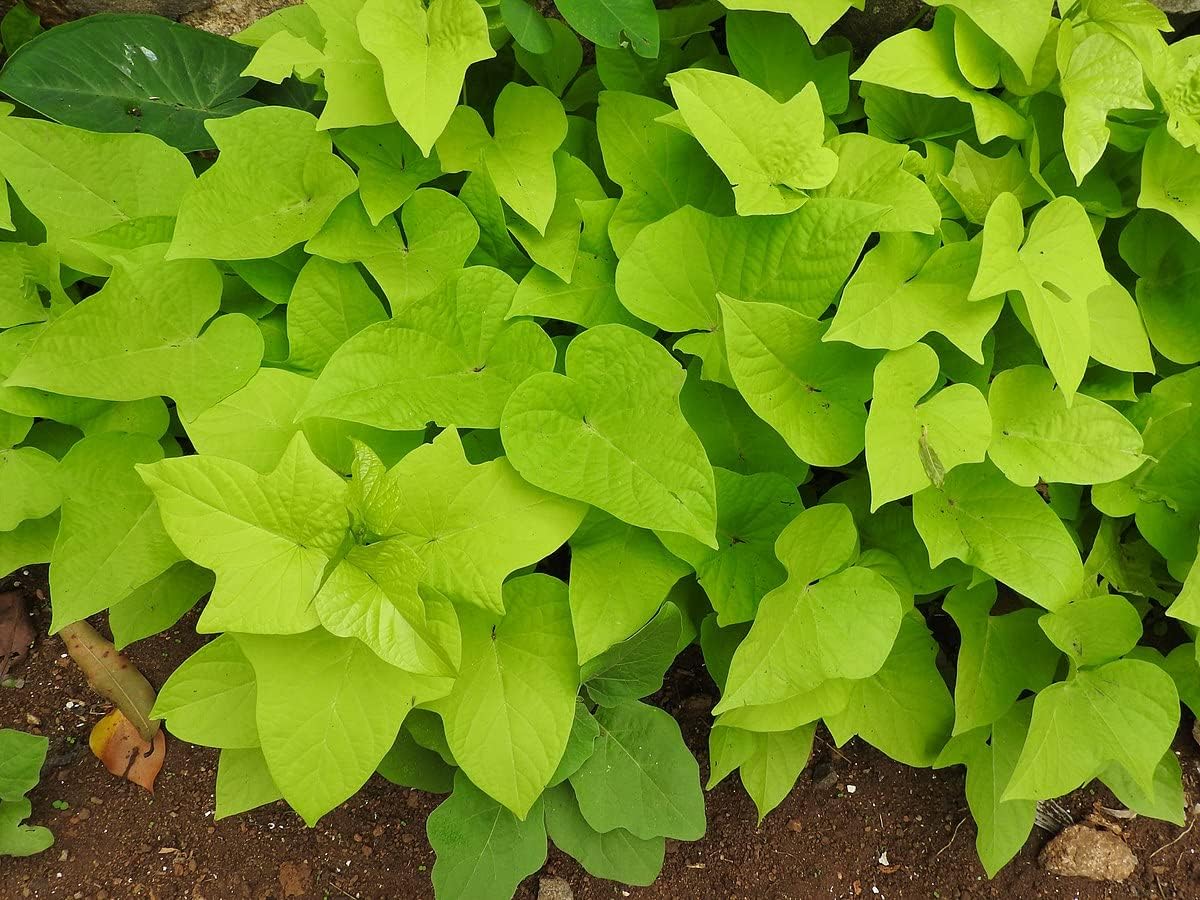 Marguerite Sweet Potato Vine, in 2.25 inch Pot- Decorative Vine only, not Vegetable producing (6)