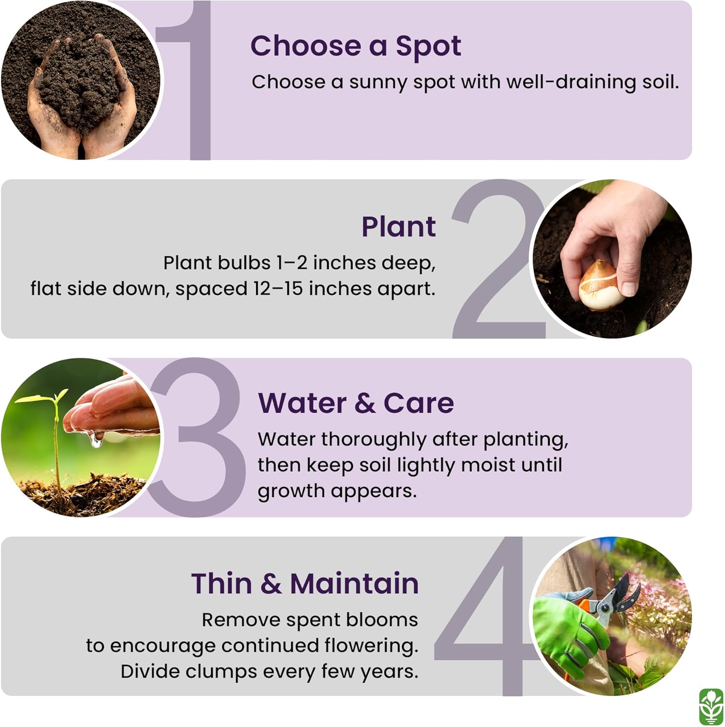 Purple Blazing Star - 10 Fresh Bulbs - Liatris Spicata Flower Bulb - Perennial Gayfeather Plant for Planting Outdoor - Perfect for Borders and Landscapes