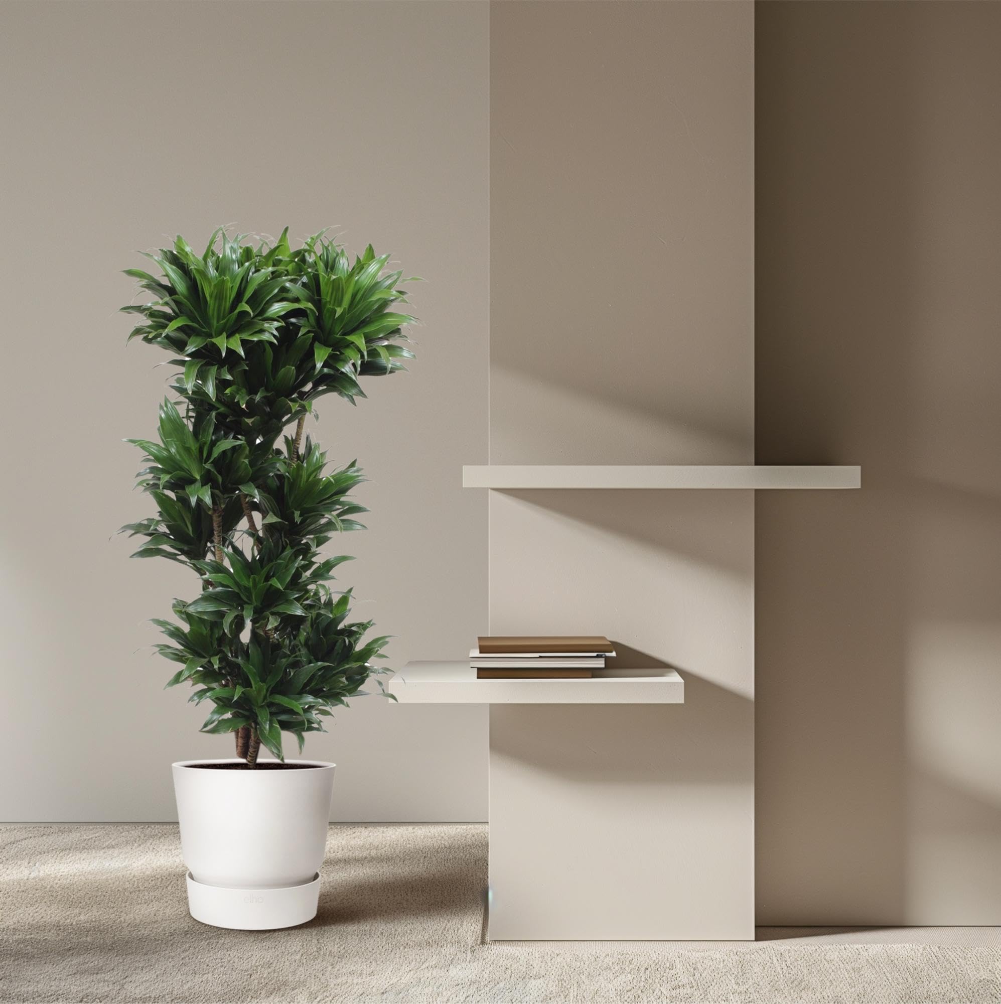 Dracaena Compacta roślina pokojowa, gęste liście, zielona, 140 cm, ø 30 cm