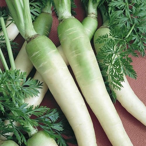 David's Garden Seeds Carrot Lunar White 5454 (blanco) 500 sin OMG, semillas de reliquia