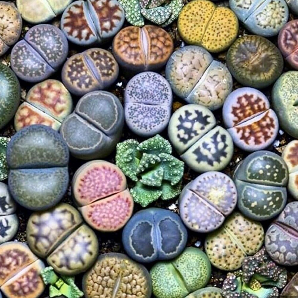Mix Di Semi Di Lithops (Piante Sasso) – 50 Pezzi, Biologici, Per Giardino Roccioso, Balcone O Aiuola Rialzata – Piante Resistenti Per Esterni, Effetto Tropicale