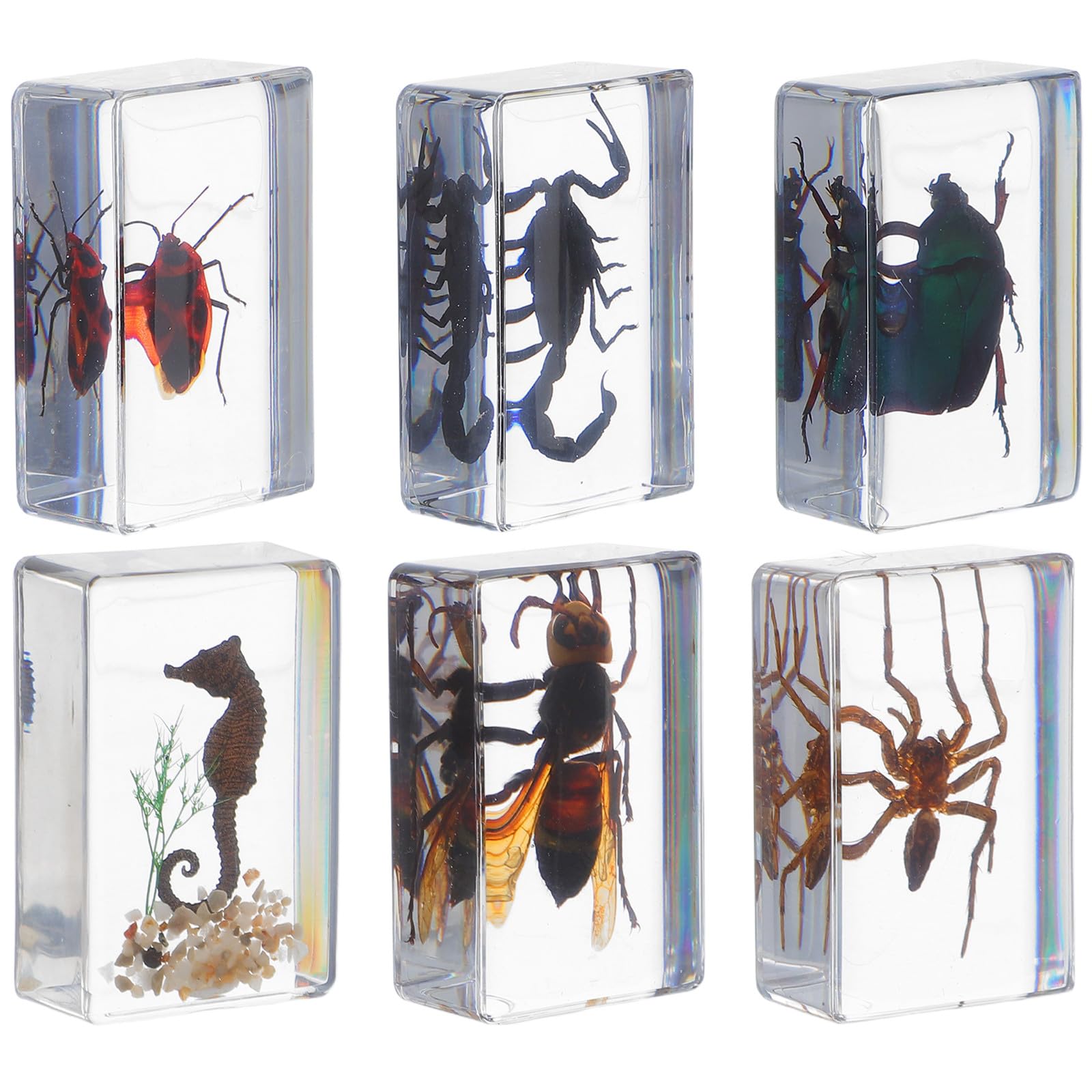 Holibanna Lot de 6 Insectes Conservés Résine Spécimens D’Insectes Réalistes pour Décoration et Presse-Papiers Éducatifs en Biologie Collection D’Insectes la Résine pour Bureau et
