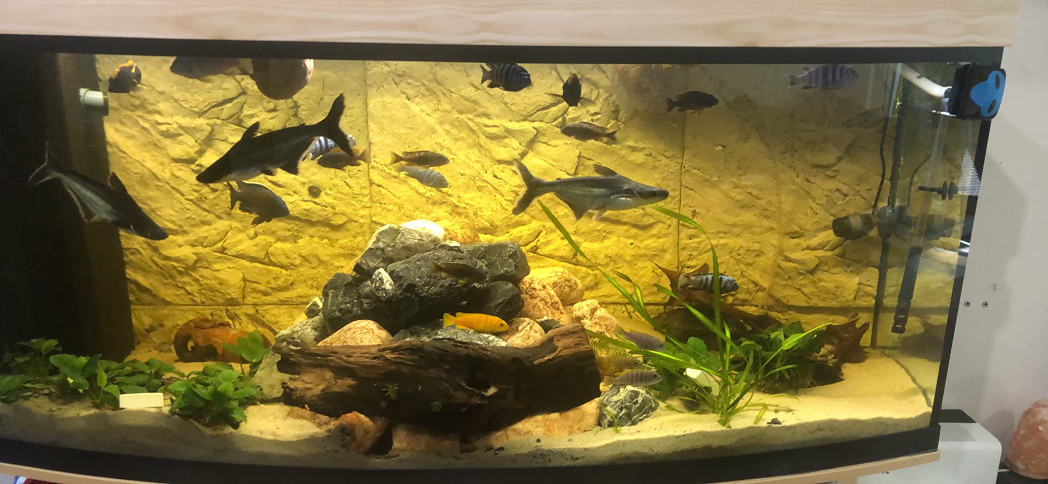 Kirecoo Edelstahl-Algenschaber Für Aquarien – 65 Cm, Mit 10 Klingen, Verstellbar