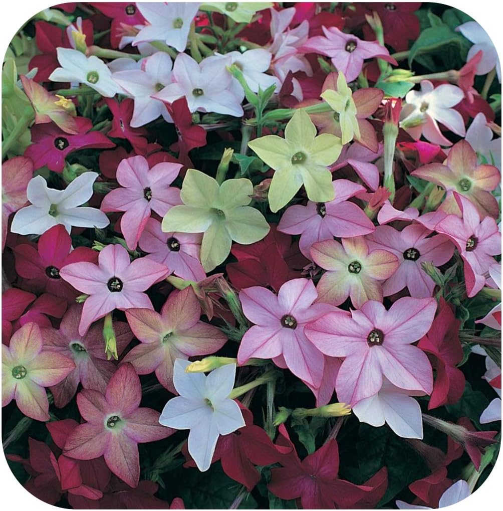 Nicotiana Avalon Mixed Mini Plug Plants x 24 for Potting On Amazon.co