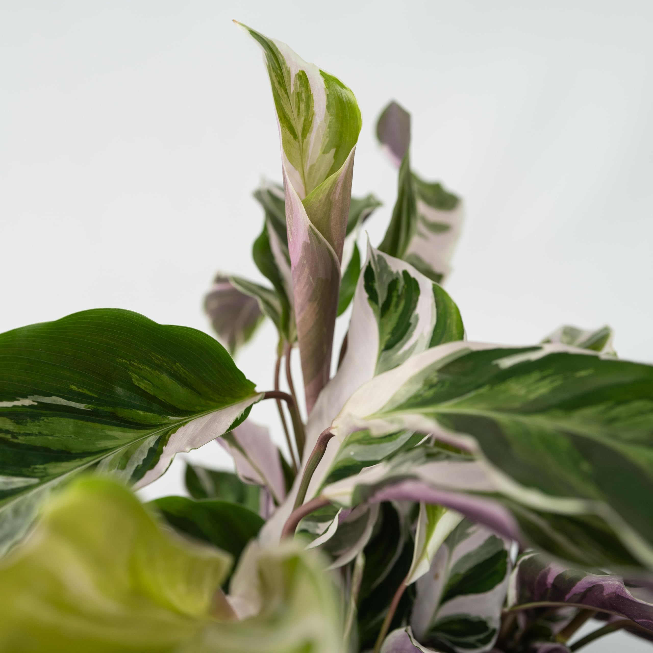 Plant in a Box - Calathea 'Fusion White' - Set de 2 - Maceta 14cm - Altura 30-40cm - Planta de interior purificadora del aire - hermosas hojas