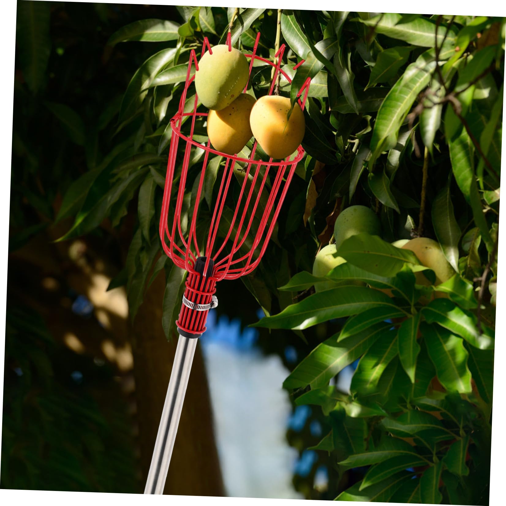 Raccoglifrutta Telescopico in Acciaio Inox 1,2 M Cestello Imbottito e Testa ad Artiglio, Strumento Leggero per Raccolta di Arance, Limoni e Pere da Alberi Alti, Utensile Versatile
