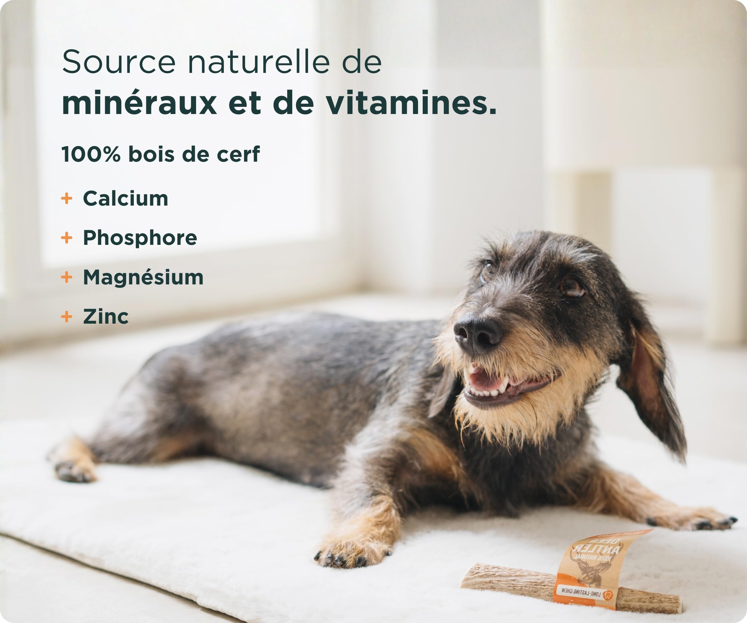 Wolf Belly - Bois de Cerf pour Chiens 100% Naturel (Taille S) Corne Durable et Résistante | Réduit Tartre et Plaque | Riche en Calcium et Protéines | Calme Stress | Inodore - Fabriqué en Europe