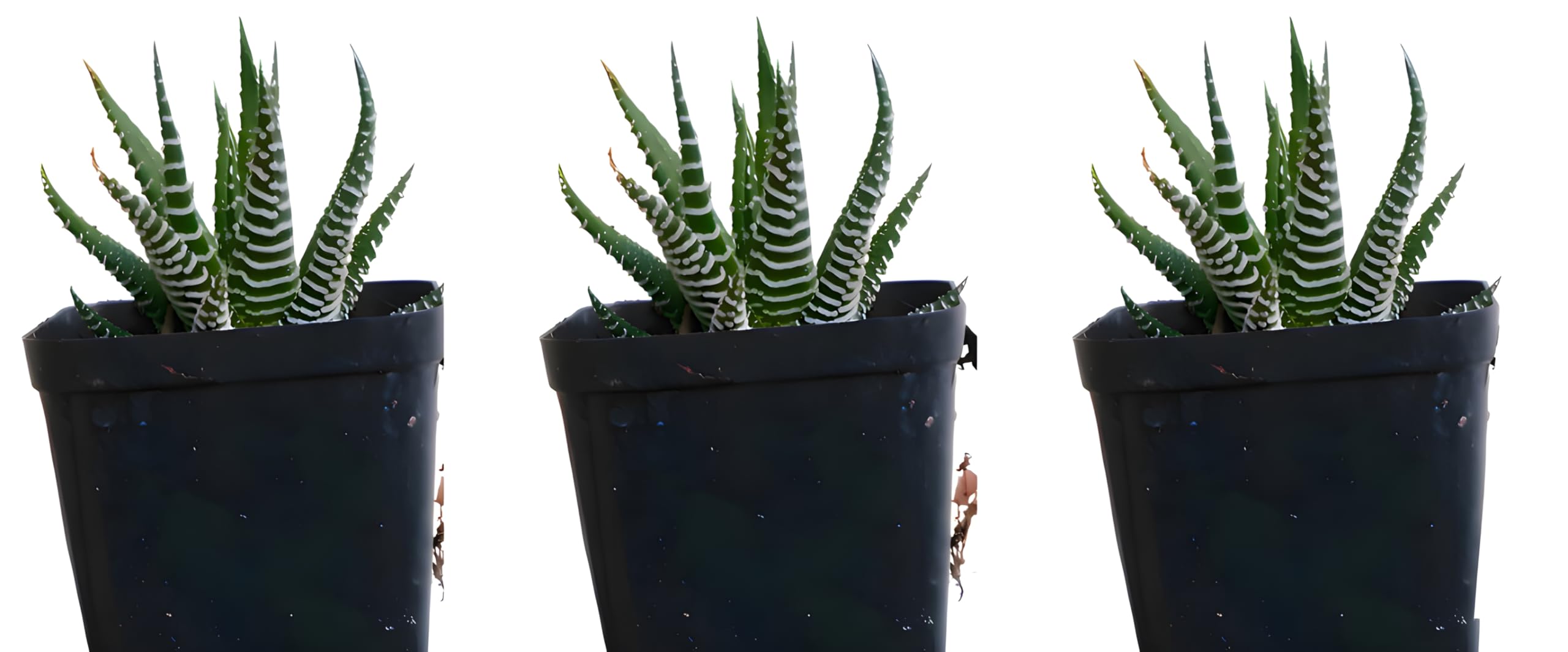 Live Zebra Haworthia Succulent Plants Green and White Striped Plant | Striking Succulent For Living Room Bedroom Home and Office Dcor - 12 cm, Set of 1/2/ 3, Indoor Air Purifying, (3, XII)-image-14