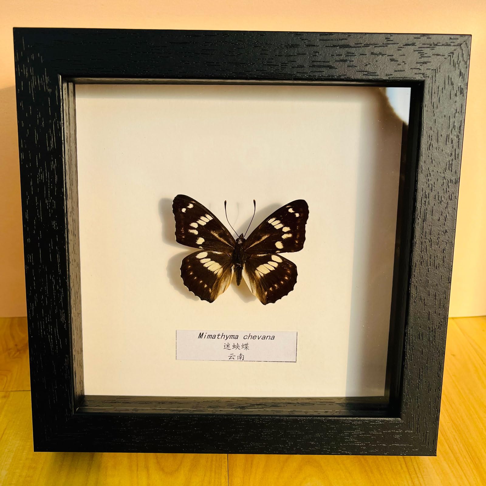 Taxidermy Mounted In Frame,Exquisite Butterflies Insect Specimen,Collection Of Butterfly,Unique Home Decor Wall Decoration Gift For Christmas Valentine Birthday,Real Butterfly Specimens17.6*17.6cm