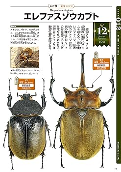 【標本】ヴァズデメロゾウカブト　ボリビア産　100.1ミリ　飼育品ＷＦ2 2018-2019年・新種記載 メガソマ・最高峰!! WF2 2023年7-8月羽化