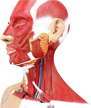 Dual-Sex Human Torso Model, Anatomical Model Skeleton, 85cm Life- Size Human Body Model Has 29 Removable Human Organs, for School Medical Education Display, Teaching Training Aid