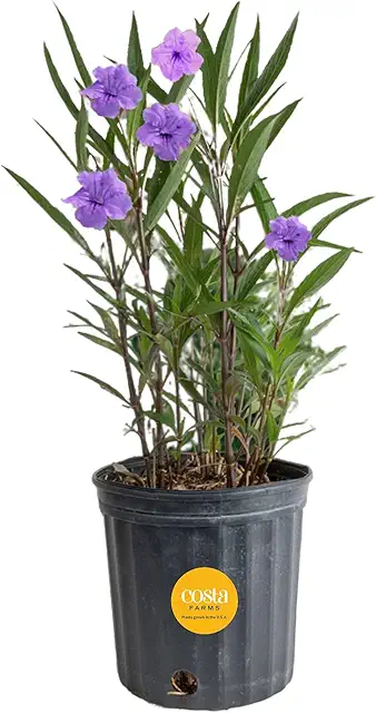 Tall Flowering Shrubs Full Sun