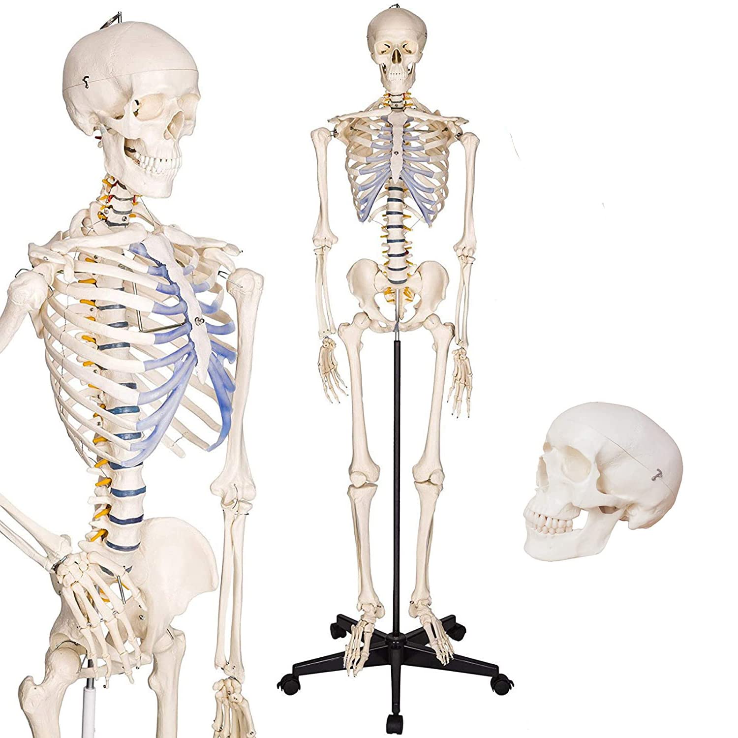 YNIYUJKL 180Cm Anatomy Mannequin Human Body Skeleton Model Detach Art Skeleton Model Life-Size Adult Male Skeleton With Spinal Nerve And Carotid Artery Medical Teaching Model