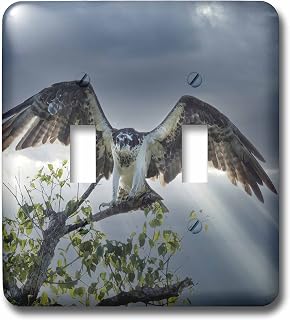 3dRose Brazil, Pantanal. Osprey taking flight from tree. - Light Switch Covers (lsp-367203-2)