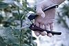 Bellota 3628 INOX-CE MB - Harvesting clippers