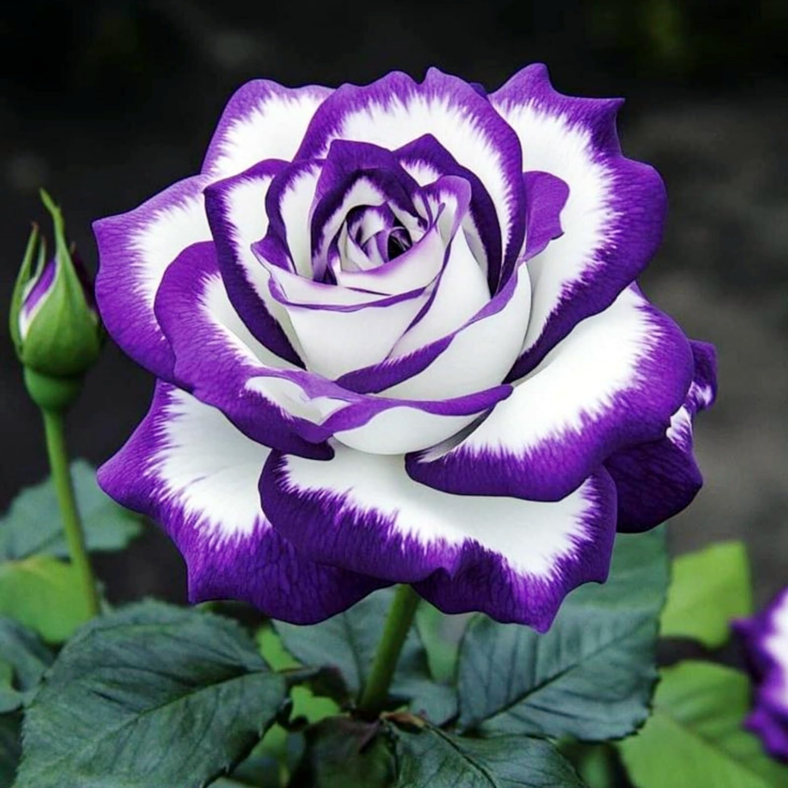 Sfuso Rizoma Di Rosa, Perenne, Adatto A Primavera E Autunno, Ideale Per La Vista In Giardino, Non Necessita Di Irrigazione-5 Rizoma-I