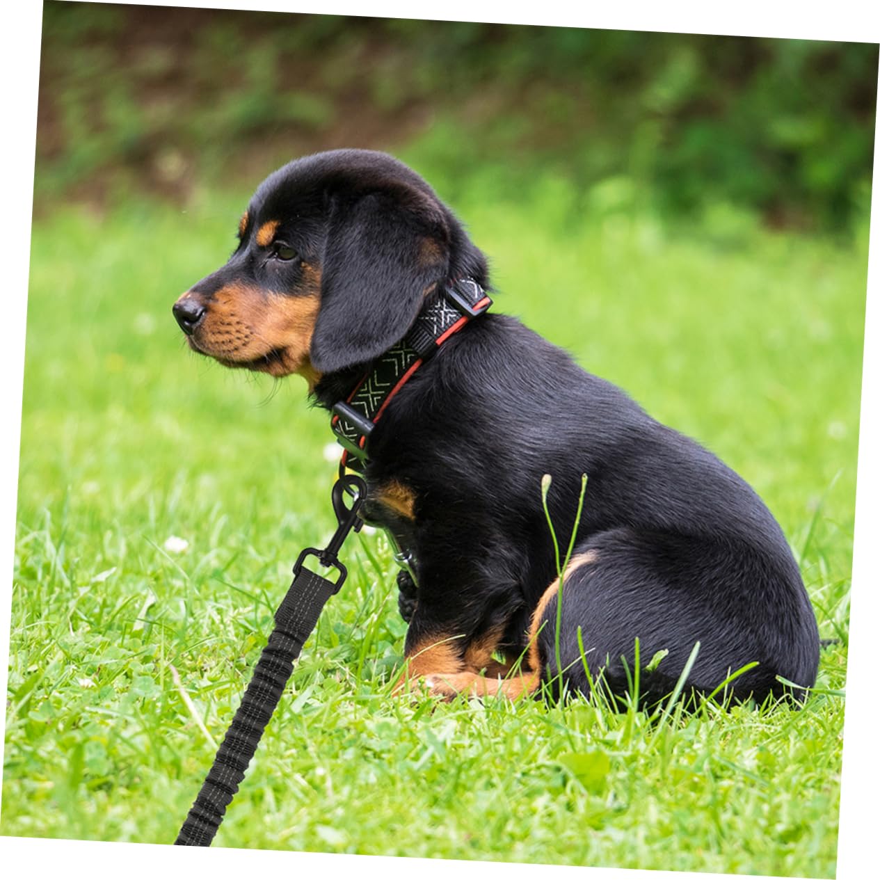 ORFOFE 3pezzi Guinzaglio Per Cani Due Teste Con Riflessione Di Scuro e Guinzaglio Elastico Per Passeggiate Sicure e Controllo Del Tuo Cucciolo