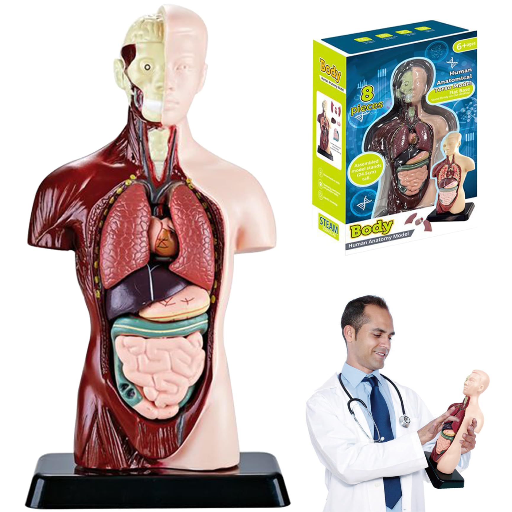 Model ciała człowieka dla dzieci, realistyczna zabawka anatomiczna 9,6 cala z 6 wyjmowanymi częściami organów, interaktywna zabawka edukacyjna dla dzieci w wieku 6+ lat