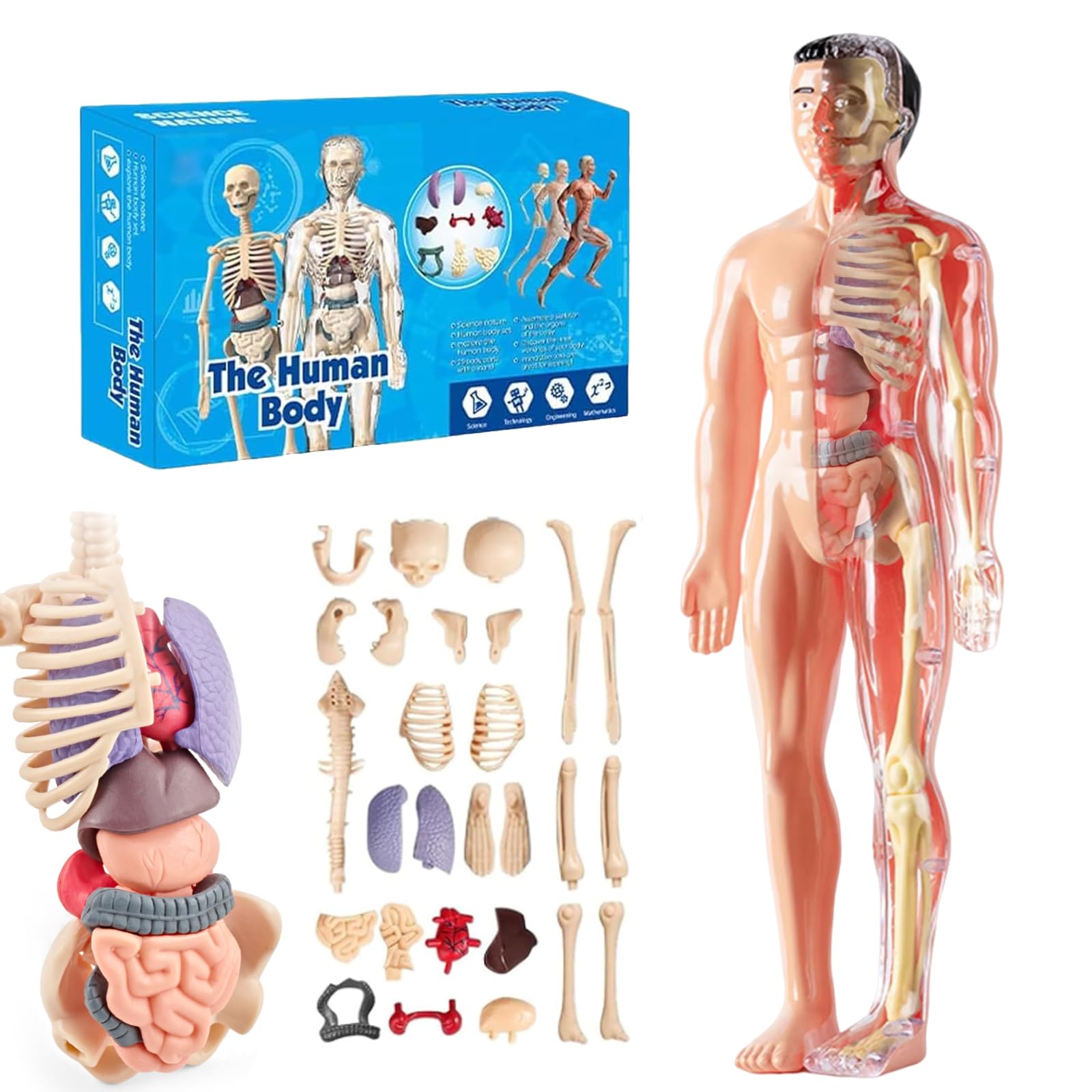Clear Human Body Structure Model, Human Body Model, 29 Piece Anatomy Model Kit with Bones, Organs, Muscles, Removable Assembled Human Anatomy Model for Students, Teachers (Translucent)