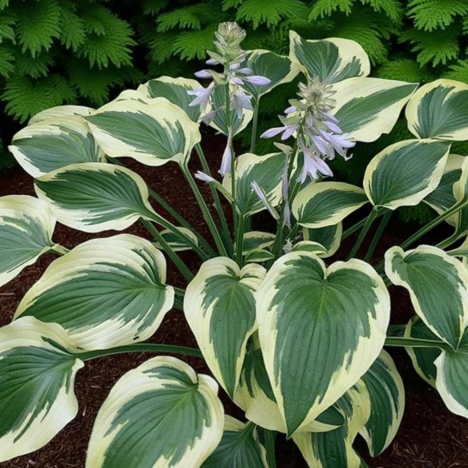 Carbeth Plants Hosta Fantabulous 3 x 9cm Pot - Plantain Lily - Hardy Perennial Foliage Plant for Shady Borders, Beds & Containers - Low Maintenance and Easy to Grow Garden Plant