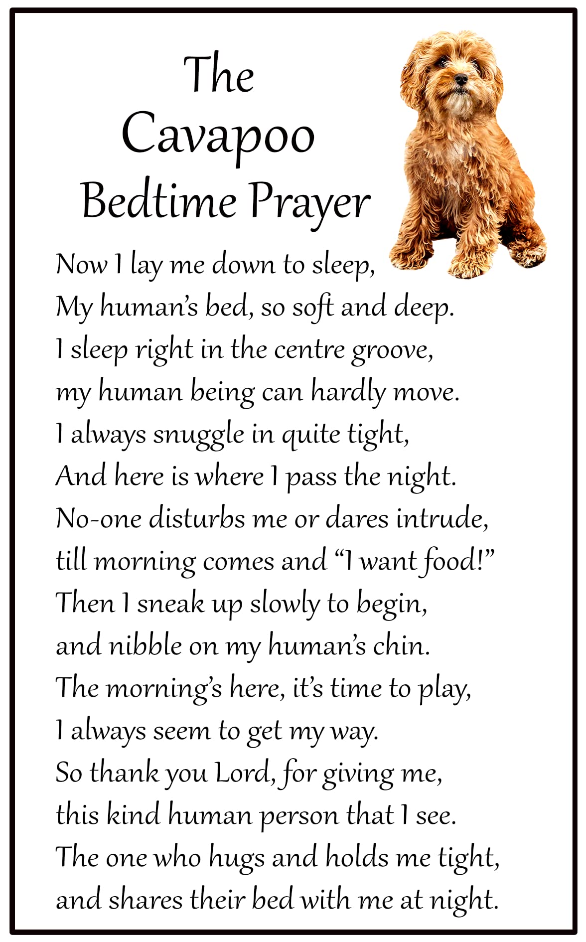 Fridge Magnets White Cavapoo Dog Gift - Bedtime Prayer - Large Fun Flexible Fridge Magnet- Size 16Cms X 10 Cms (Approx. 6" X4")