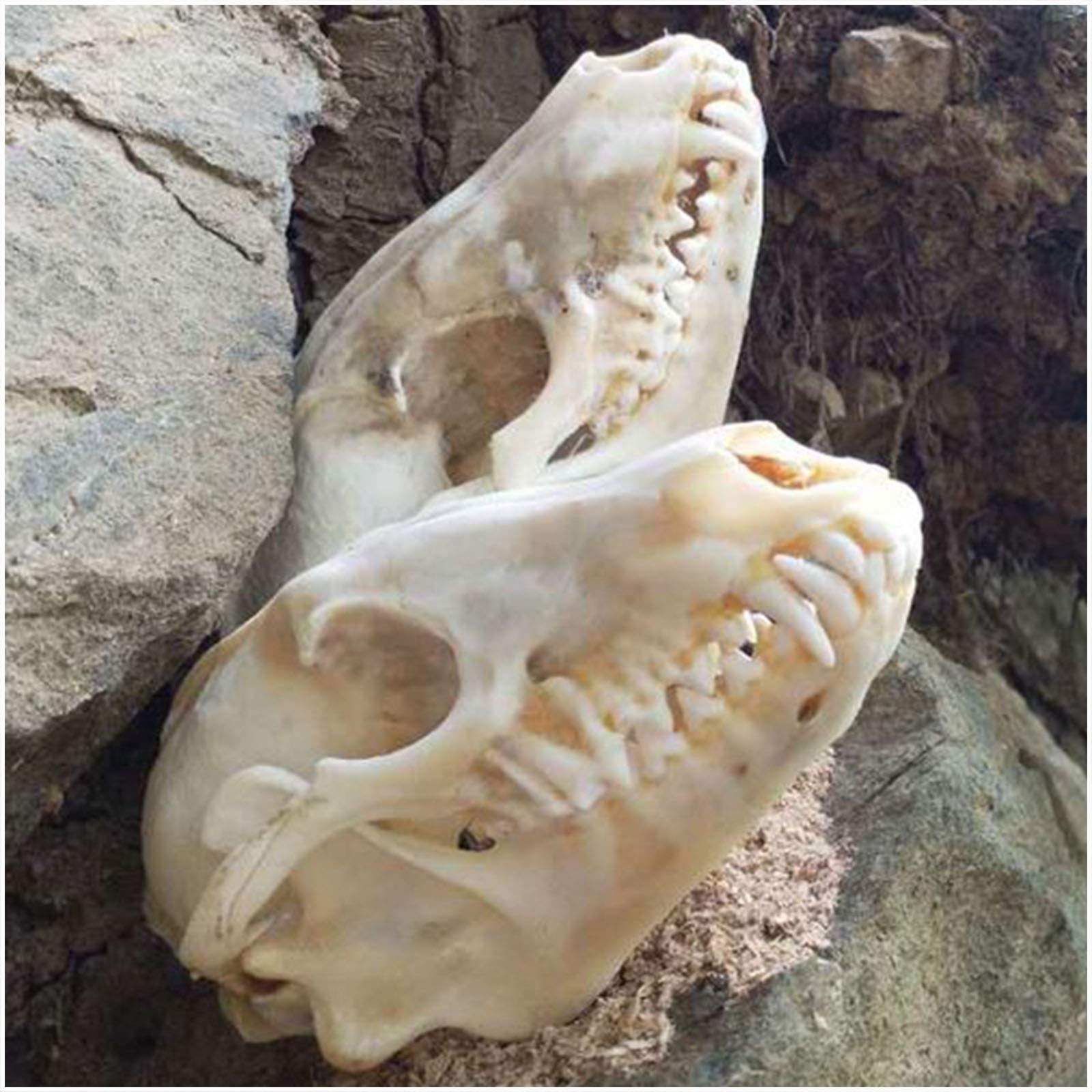 動物　頭骨 標本 81u51TKgSBL._UF350,350_QL50_.jpg