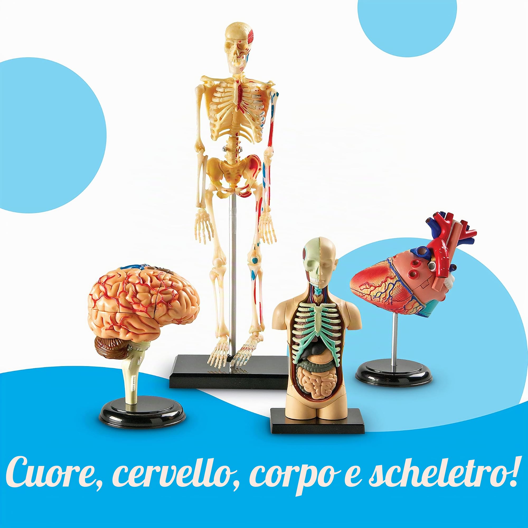 Learning Resources Set di modelli anatomici