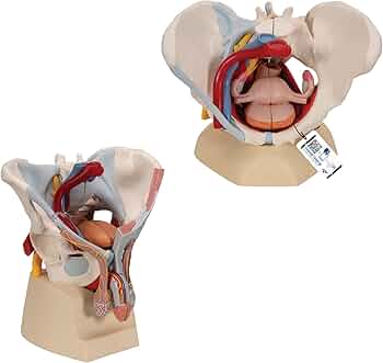 Amazon.co.jp: 男女の骨盤構造を比較できるセット，骨盤底筋や骨盤内