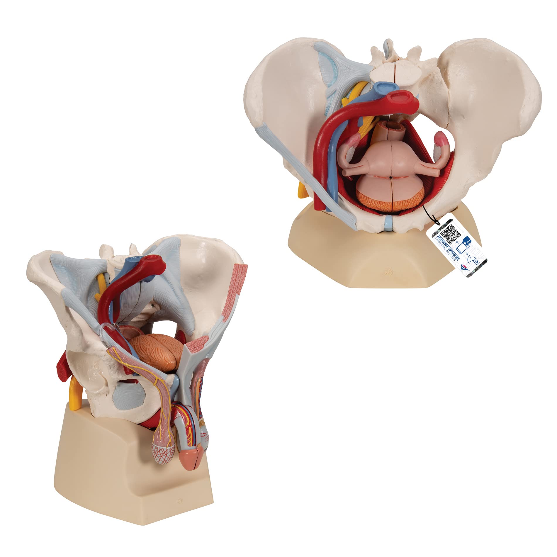 Amazon.co.jp: 男女の骨盤構造を比較できるセット，骨盤底筋や