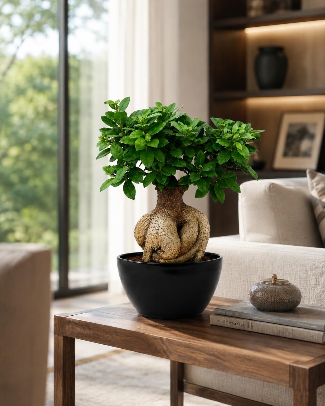 Ficus Microcarpa Bonsai - Live Air Purifying Plant -2 Ficus Microcarpa Bonsai - Live Air Purifying Plant -2