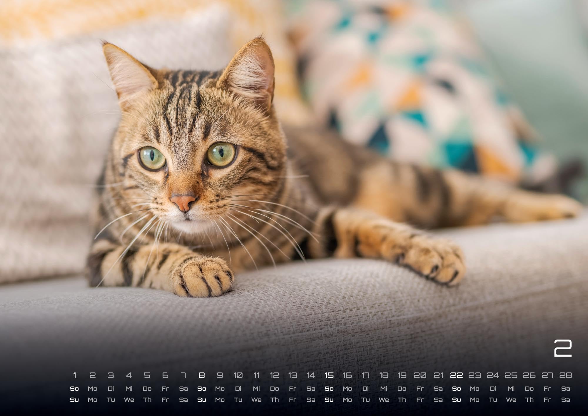 Miau - Unsere Stubentiger - Der Katzenkalender - 2026 - Kalender DIN A2: Der Wandkalender mit den schönsten Katzen-Motiven für das Jahr 2026 im extragroßen Format DIN A2 (ca. 60 x 42 cm)!