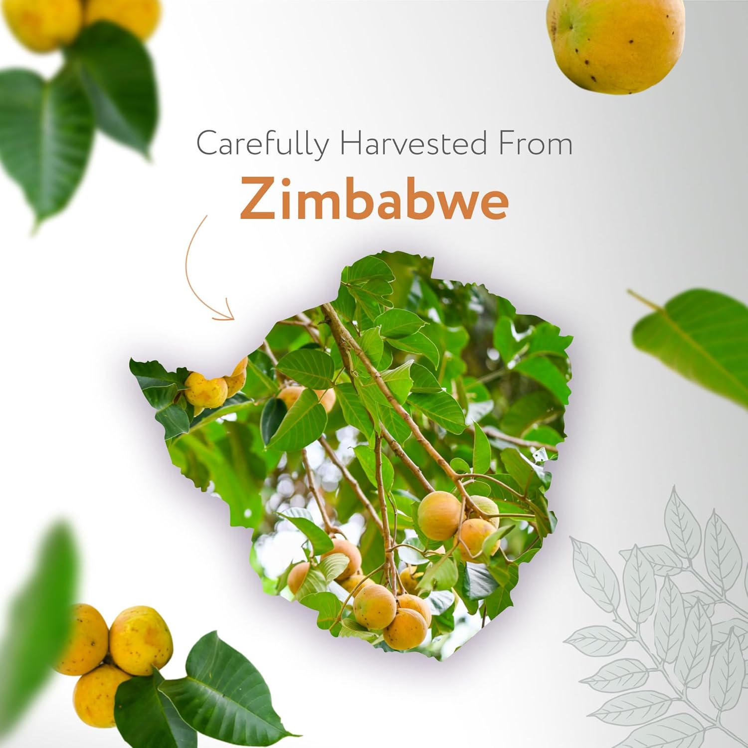 HBNO Organic Marula Oil - Huge 4 oz (120ml) Value Size - USDA Certified Organic Marula Seed Oil, Cold Pressed for Face, Body, Lips, Shampoo & Conditioner - Image 3