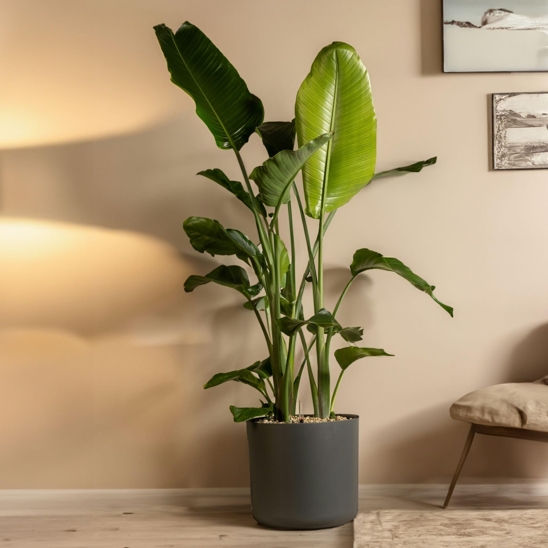Plant in a Box - Pianta dell’Uccello del Paradiso - Strelitzia nicolai - Altezza 150-170cm - Vaso 28cm - Pianta d’appartamento tropicale - Foglie grandi e decorative