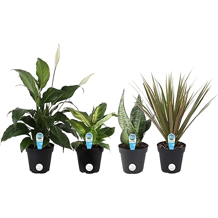 Costa Farms Assorted Foliage Clean Air House Plant Collection, 8-Inches Tall, in Grower Pot-4 Pack
