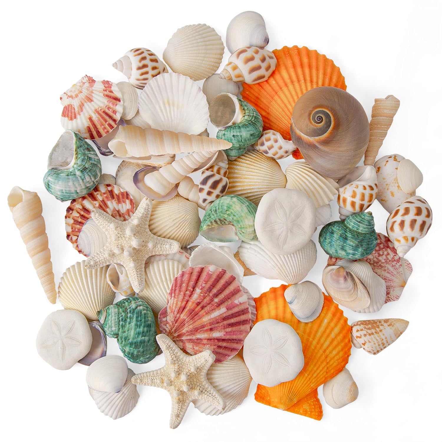 Wirow 12 Kinds Mixed Seashell & Starfish Various Sizes for Crafting