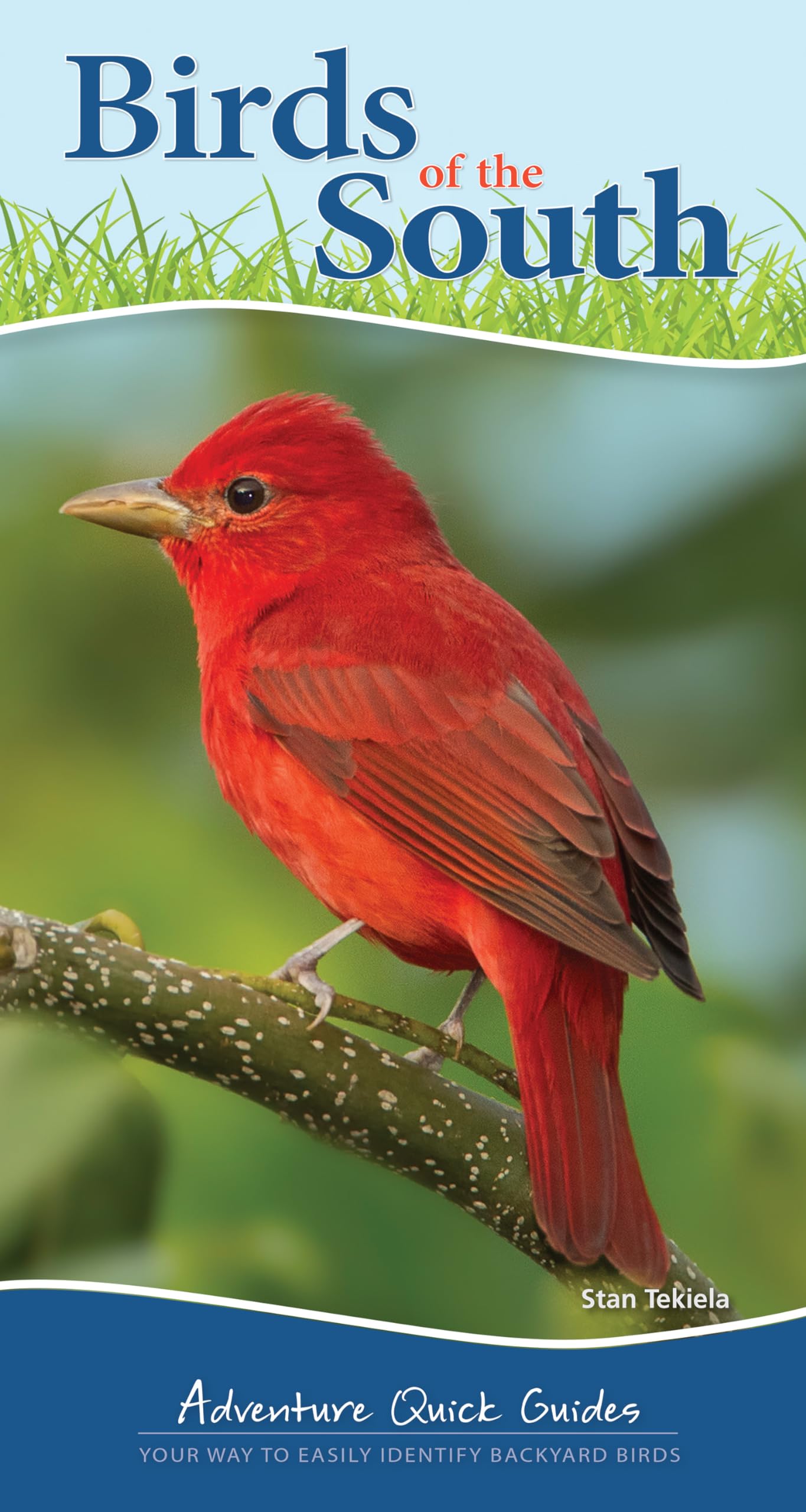 Birds of the South: Your Way to Easily Identify Backyard Birds Spiral-bound – Import, 29 April 2021