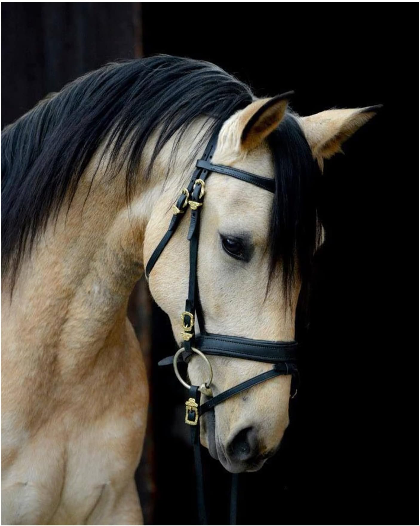 AMERICAN LUXURY GIFTS Majestic Cream Horse Portrait - Inspirational Equestrian Wall Art Decor for Home Office Nursery Bedroom Kids Room - 8x10 Unframed Print